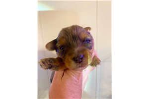 Galena - Yorkshire Terrier - Yorkie for sale