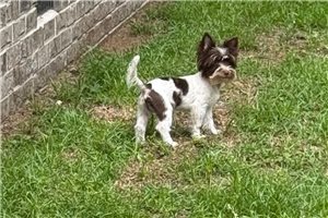 Chipper - Yorkshire Terrier - Yorkie for sale