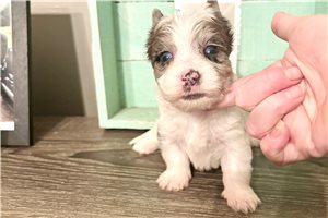 Catia - Yorkshire Terrier - Yorkie for sale