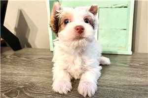 Celeste - Yorkshire Terrier - Yorkie for sale