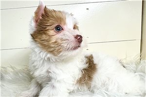 Cecile - Yorkshire Terrier - Yorkie for sale