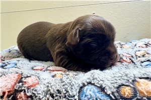 Emmett - puppy for sale