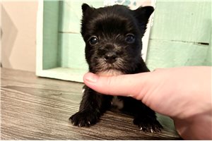 Dusk - Yorkshire Terrier - Yorkie for sale