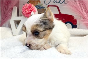 Evan - Yorkie for sale