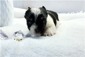 Emily - Yorkshire Terrier - Yorkie for sale