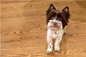 Chipper - Yorkshire Terrier - Yorkie for sale