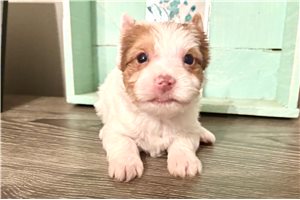 Cecile - Yorkshire Terrier - Yorkie for sale