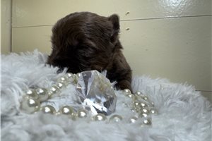 Eric - Yorkshire Terrier - Yorkie for sale