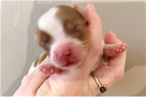 Ernie - Yorkshire Terrier - Yorkie for sale