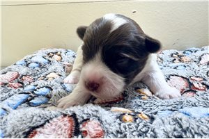 Ethan - puppy for sale