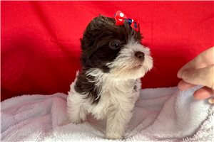 Ethan - Yorkshire Terrier - Yorkie for sale