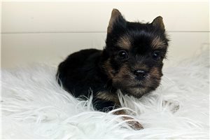 Dustin - Yorkshire Terrier - Yorkie for sale