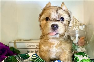Lauren - Yorkshire Terrier - Yorkie for sale