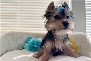 Dustin - Yorkshire Terrier - Yorkie for sale