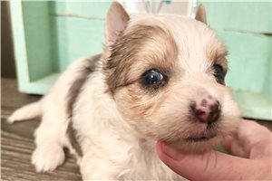 Cece - puppy for sale