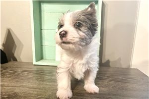 Catia - Yorkshire Terrier - Yorkie for sale