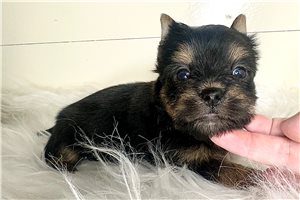 Dustin - Yorkshire Terrier - Yorkie for sale