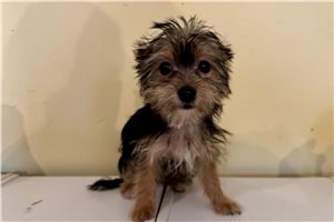 Dustin - Yorkshire Terrier - Yorkie for sale