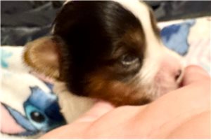 Escobar - puppy for sale