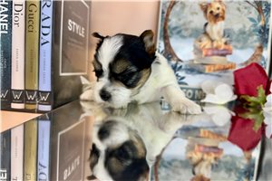 Leonardo - Yorkshire Terrier - Yorkie for sale