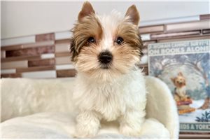 Errol - Yorkshire Terrier - Yorkie for sale