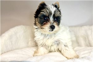 Elise - Yorkshire Terrier - Yorkie for sale