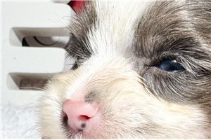 Eugene - Yorkie for sale