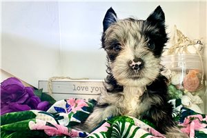 Lana - Yorkshire Terrier - Yorkie for sale