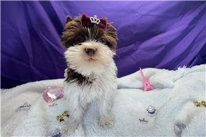 Ethan - Yorkshire Terrier - Yorkie for sale