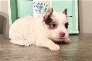 Celeste - Yorkshire Terrier - Yorkie for sale