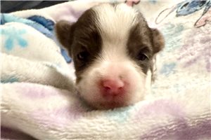 Eugene - puppy for sale