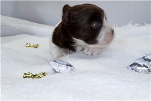 Ethan - Yorkshire Terrier - Yorkie for sale