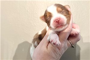 Ernie - Yorkshire Terrier - Yorkie for sale