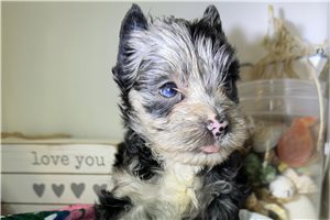 Lana - Yorkshire Terrier - Yorkie for sale