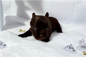 Emmett - Yorkshire Terrier - Yorkie for sale