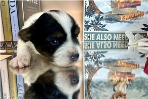Evander - Yorkshire Terrier - Yorkie for sale