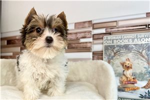 Emmy - Yorkshire Terrier - Yorkie for sale