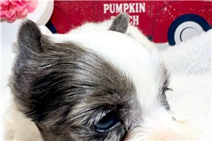 Everett - Yorkshire Terrier - Yorkie for sale