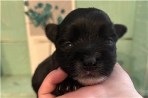 Dusk - Yorkshire Terrier - Yorkie for sale