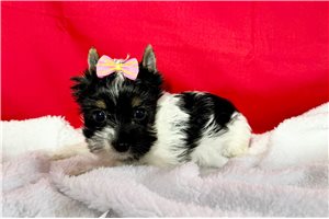 Emily - Yorkshire Terrier - Yorkie for sale