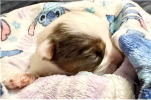 Evan - puppy for sale