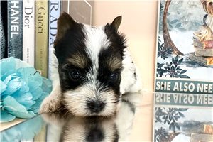 Evander - puppy for sale