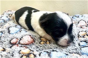 Emily - Yorkshire Terrier - Yorkie for sale