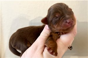 Elena - Yorkshire Terrier - Yorkie for sale