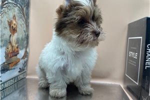 Bryson - Yorkshire Terrier - Yorkie for sale