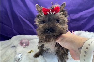 Eric - Yorkshire Terrier - Yorkie for sale