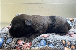 Eric - puppy for sale