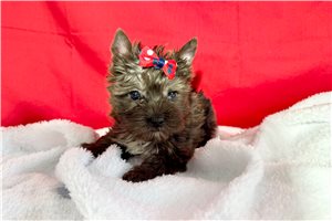 Eric - Yorkshire Terrier - Yorkie for sale