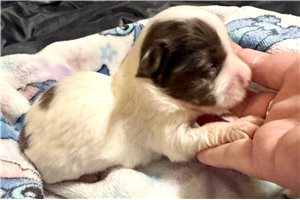 Everett - puppy for sale