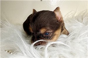 Edwin - Yorkshire Terrier - Yorkie for sale